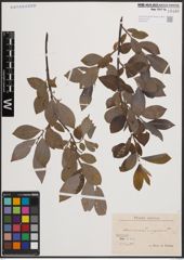 Foto von Salix cinerea L. x Salix nigricans Sm.